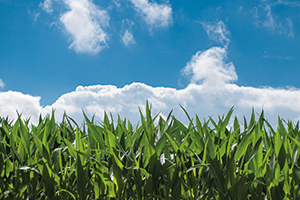 cornfield and blue sky