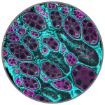 Developmental Biology scientific image