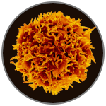 Infection Biology and Molecular Immunology scientific image