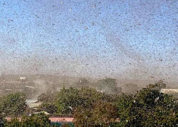 Locust swarm fills the skies in Ethiopia Locust swarm fills the skies in Ethiopia