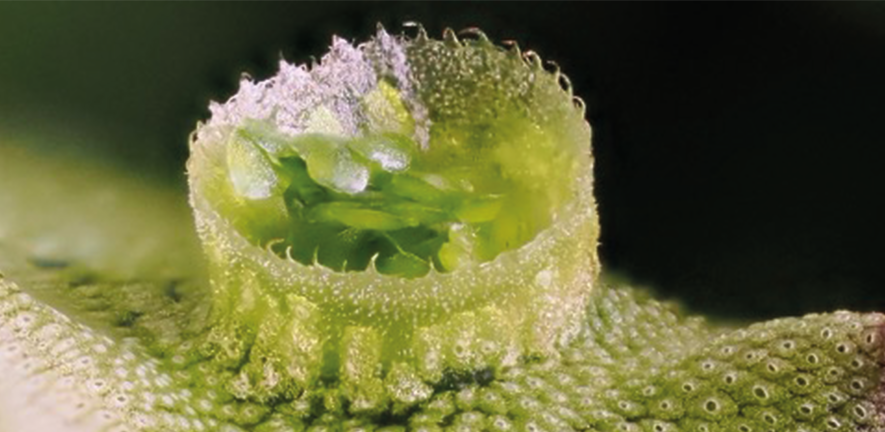 close-up of plant growing