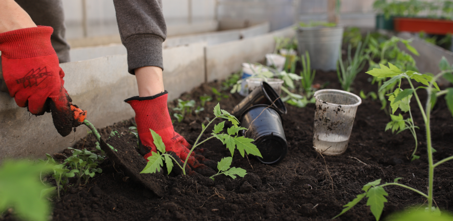 Plants Facilities soil, plants, hands